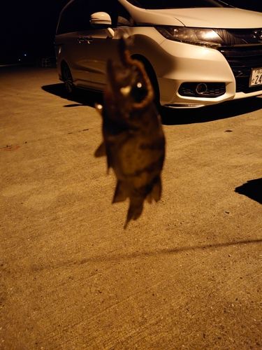 シロメバルの釣果