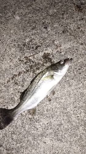 セイゴ（マルスズキ）の釣果
