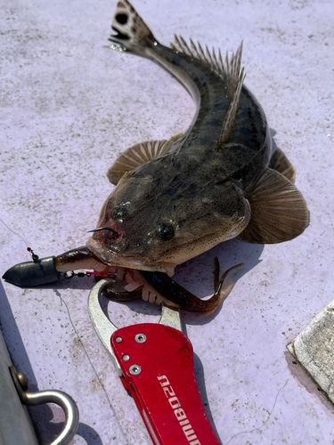 マゴチの釣果