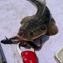 マゴチ