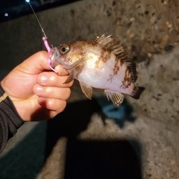 メバル