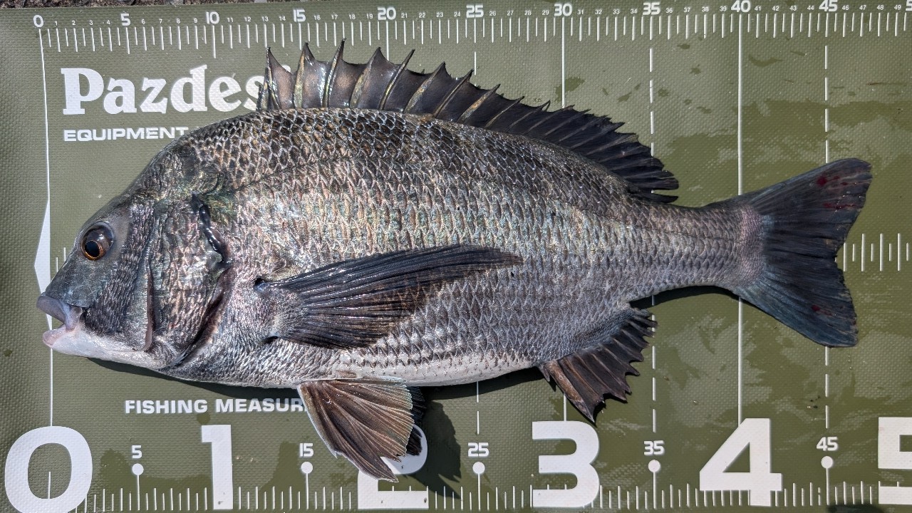 DAIWA 21モアザン ブランジーノ EX AGS 94MLの最安値・インプレ