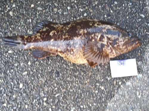 タケノコメバルの釣果