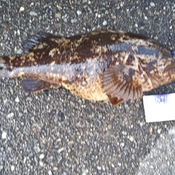 タケノコメバル