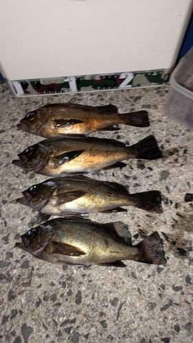 メバルの釣果