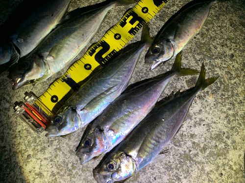 アジの釣果