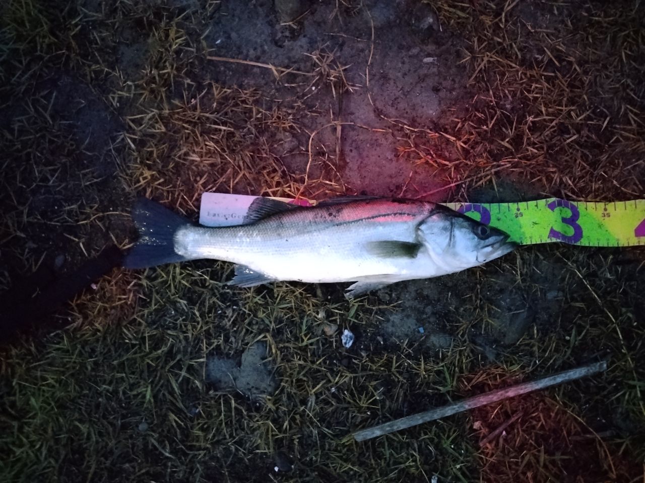 フッコ（ヒラスズキ）