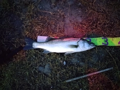 フッコ（ヒラスズキ）の釣果