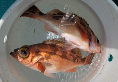 オキメバルの釣果