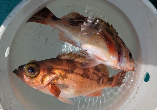 オキメバルの釣果