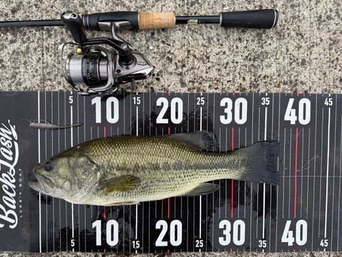 ラージマウスバスの釣果