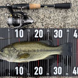 ラージマウスバス