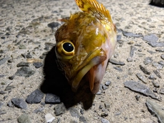 カサゴの釣果