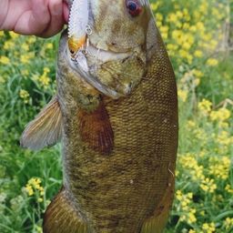 スモールマウスバス