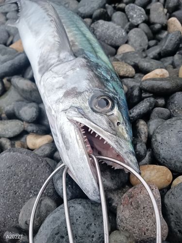 サゴシの釣果