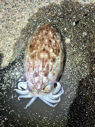 コウイカの釣果
