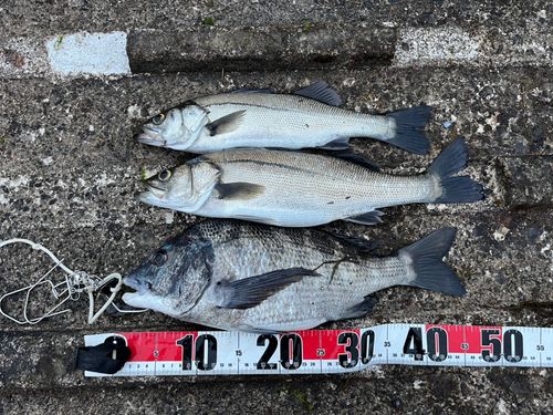 クロダイの釣果