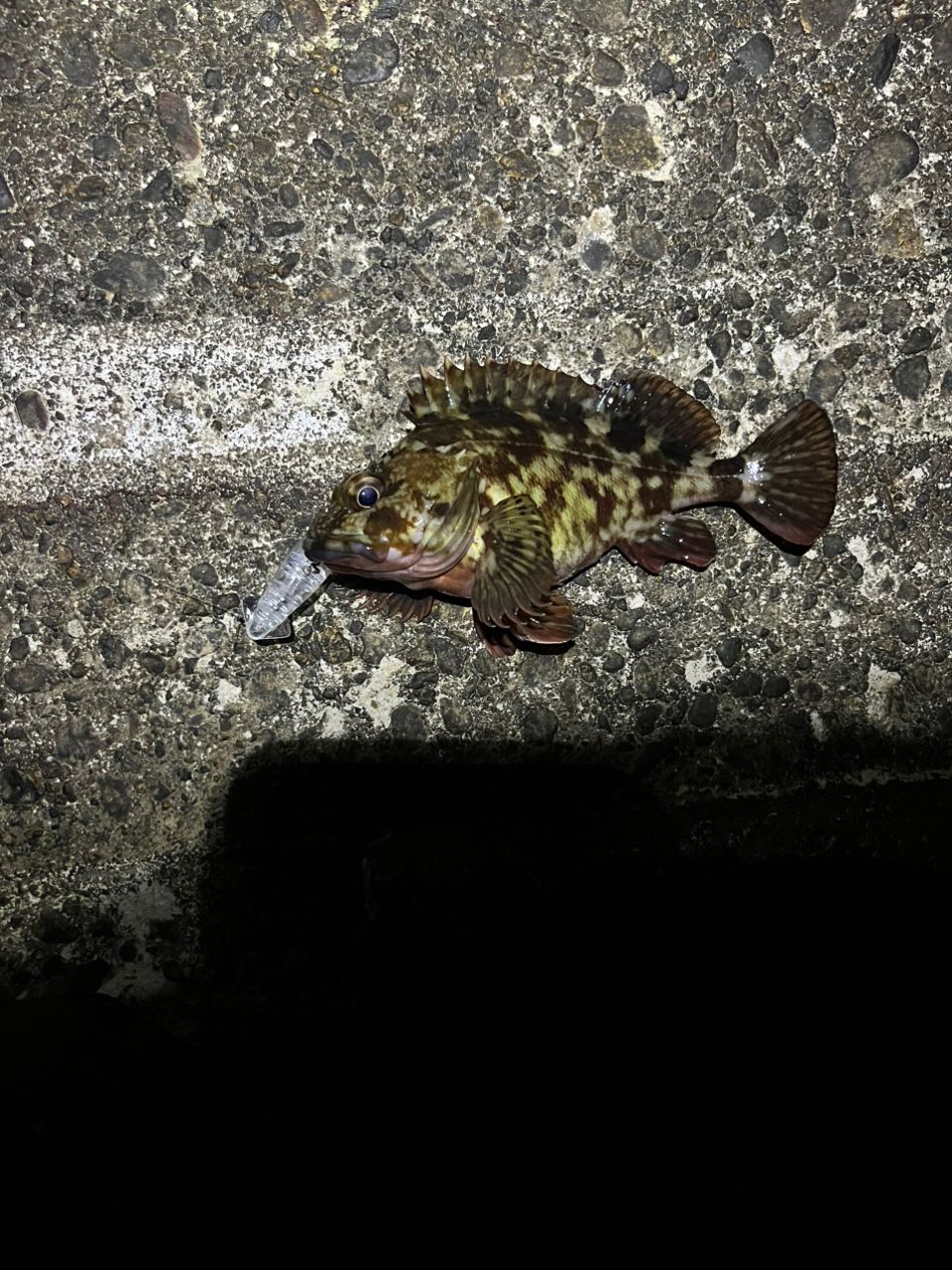 クロダイ
