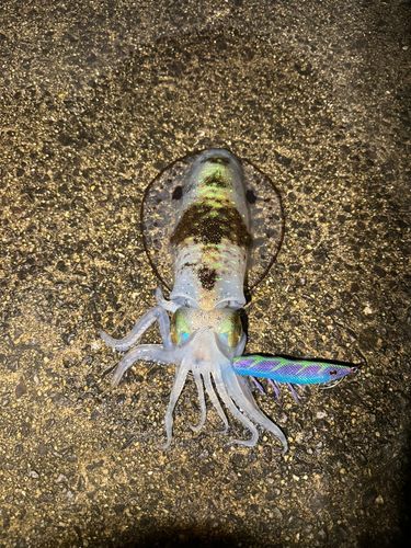 アオリイカの釣果