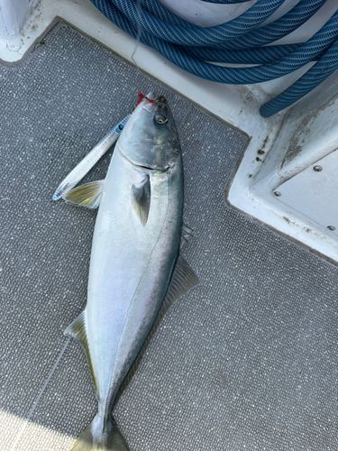 ヒラマサの釣果