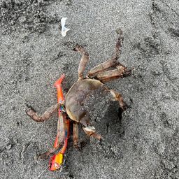 カニ
