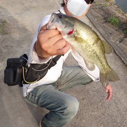 ラージマウスバス