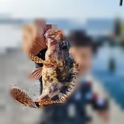 カサゴ