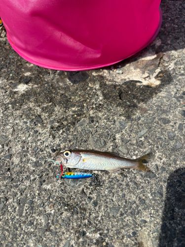 シロムツの釣果