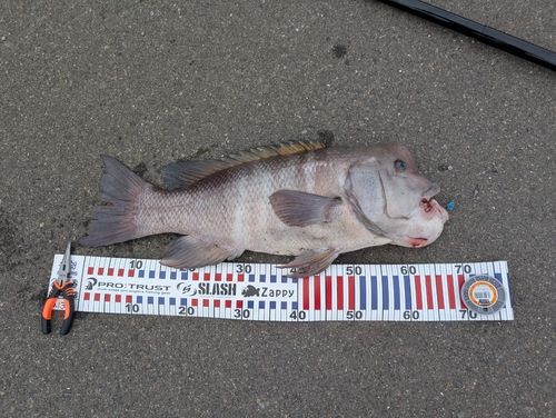 コブダイの釣果