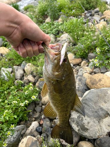 スモールマウスバスの釣果