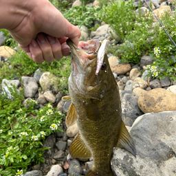 スモールマウスバス