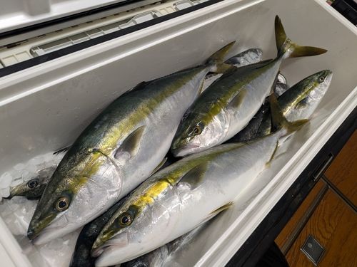 ガンドの釣果