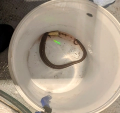 アナゴの釣果