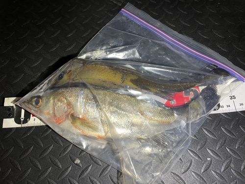 セイゴ（マルスズキ）の釣果