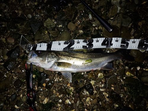 セイゴ（マルスズキ）の釣果