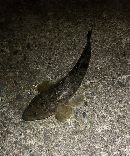 マゴチの釣果