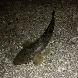 マゴチ
