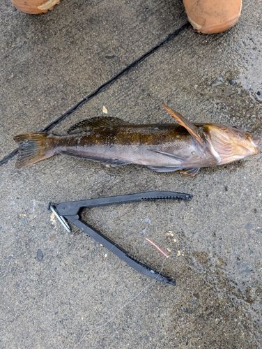 アイナメの釣果