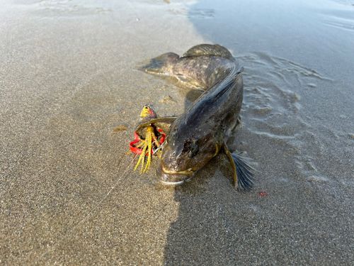 アイナメの釣果