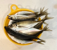 アジの釣果