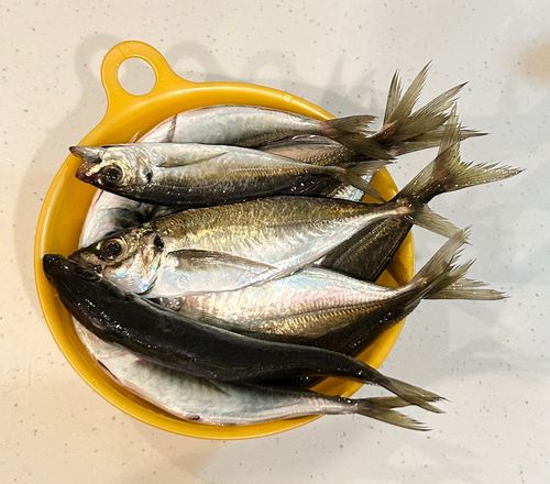 アジの釣果