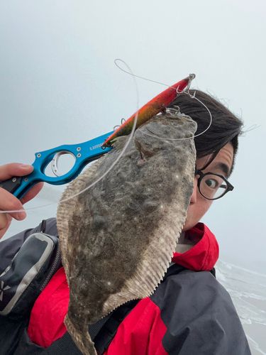 ヒラメの釣果