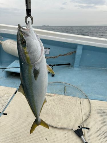 メジロの釣果
