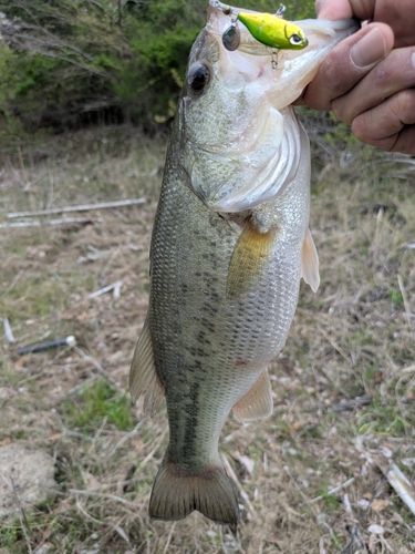 ラージマウスバスの釣果