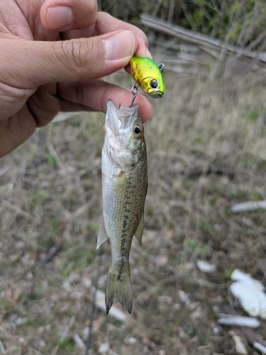 ラージマウスバスの釣果