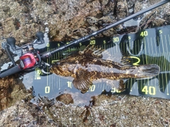 ベッコウゾイの釣果