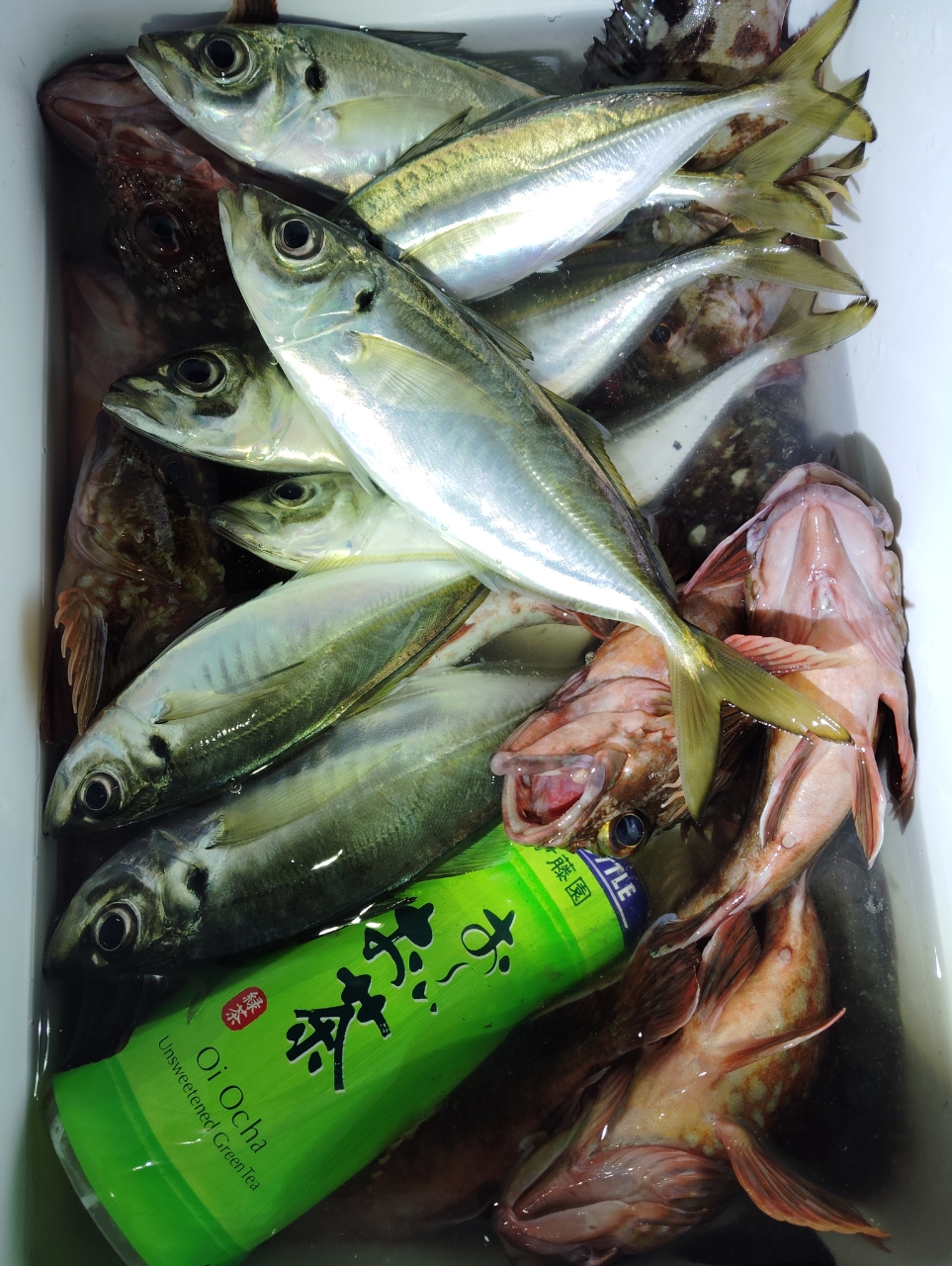 横内丸／ 金沢漁港】船釣りプラン・料金 - アングラーズ釣船予約