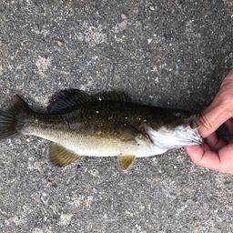 スモールマウスバス