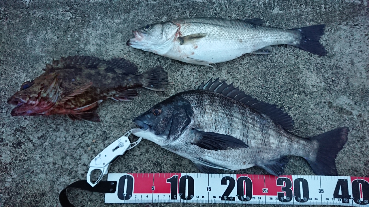 DAIWA 19エメラルダス X 86MLの最安値・インプレ・釣果 | 本音の