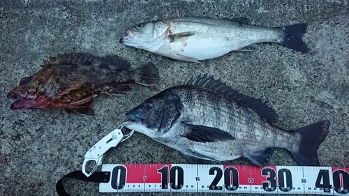 クロダイの釣果